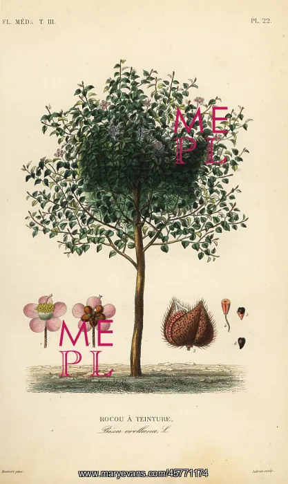 : Achiote or lipstick tree, Bixa orellana : Achiote or lipstick tree, Bixa orellana