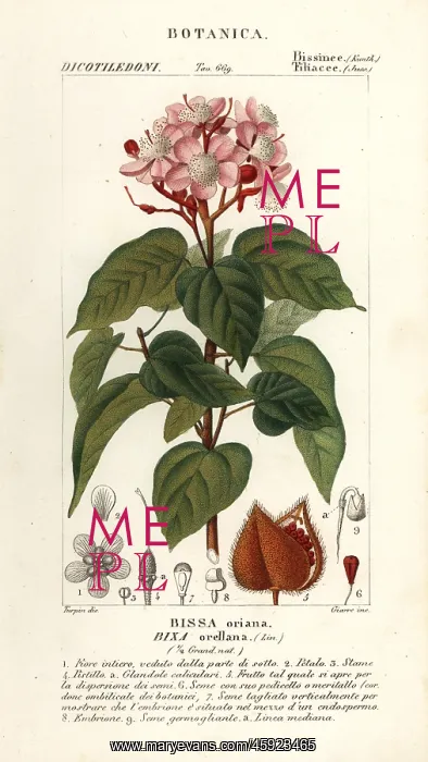 : Achiote or lipstick tree, Bixa orellana : Achiote or lipstick tree, Bixa orellana