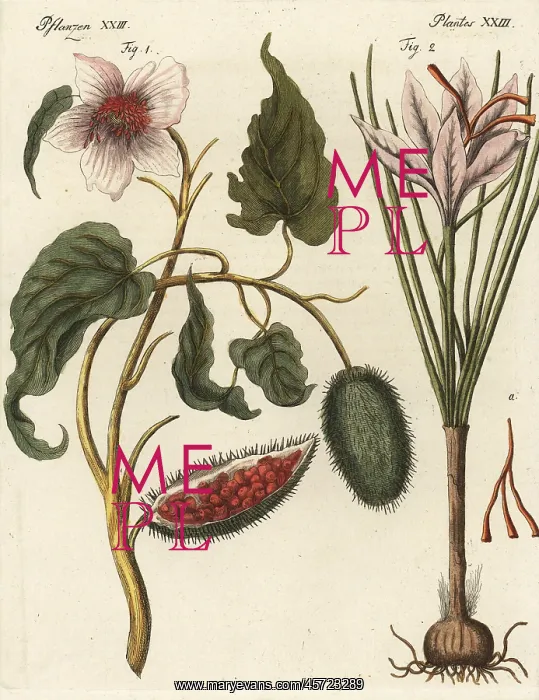  : Achiote and saffron crocus