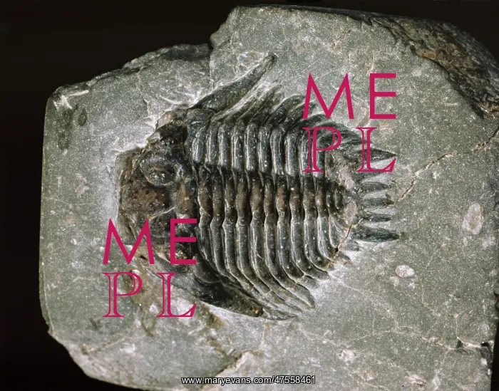: Acidaspis coronata, spiny trilobite : Acidaspis coronata, spiny trilobite