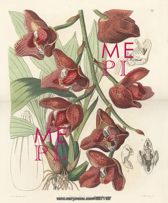 : Acineta superba orchid : Acineta superba orchid