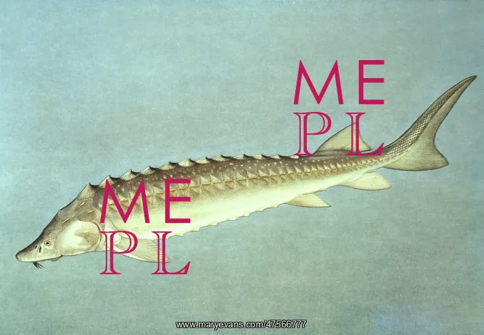 : Acipenser gueldenstaedtii, Russian sturgeon : Acipenser gueldenstaedtii, Russian sturgeon