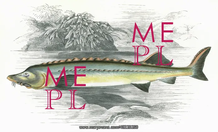 : Acipenser Huso, or Beluga sturgeon : Acipenser Huso, or Beluga sturgeon