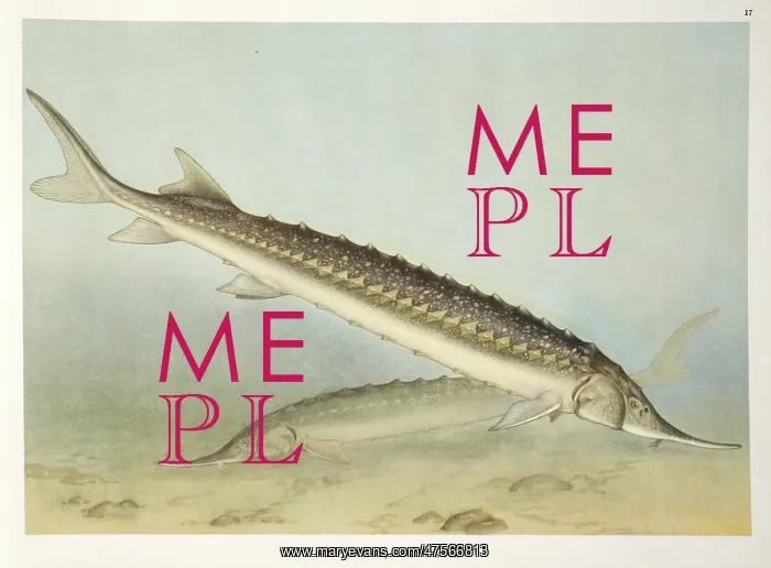 : Acipenser stellatus, star sturgeon : Acipenser stellatus, star sturgeon