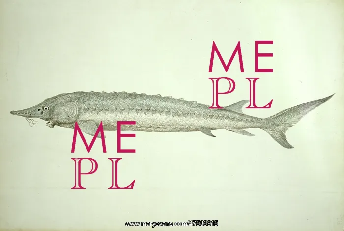 : Acipenser sturio, common sturgeon : Acipenser sturio, common sturgeon