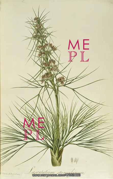 : Aciphylla squarrosa, speargrass : Aciphylla squarrosa, speargrass