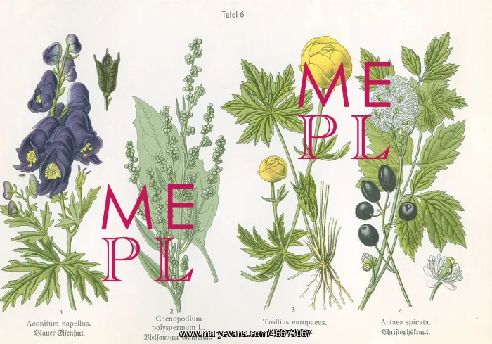 : Aconite flower : Aconite flower