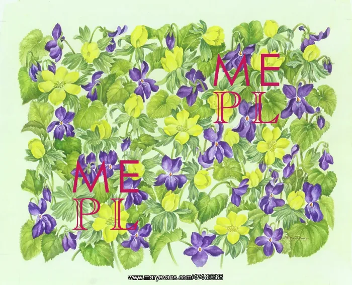 : Aconites and Dog Violets : Aconites and Dog Violets