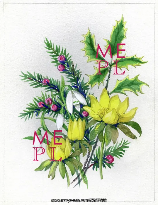  : Aconites, snowdrops, yew and holly