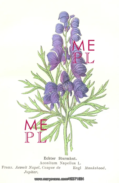: Aconitum. Botanical illustration of Aconitum, also known as monkshood : Aconitum. Botanical illustration of Aconitum, also known as monkshood
