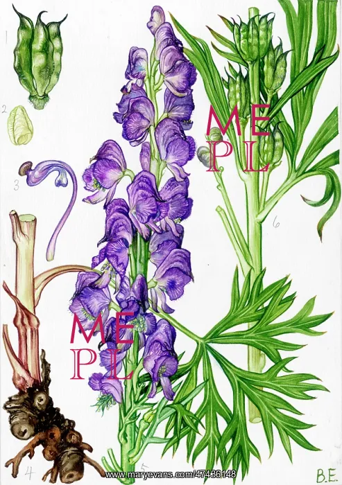  : Aconitum anglicum