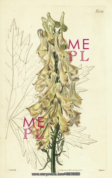 : Aconitum orientale : Aconitum orientale