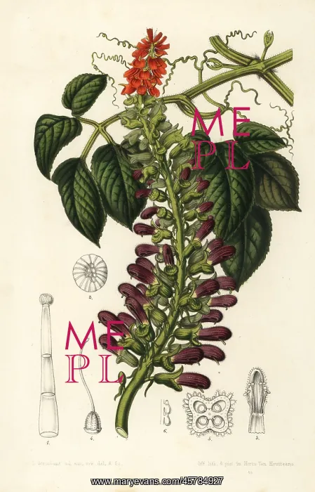 : Acoquila, Tourrettia lappacea : Acoquila, Tourrettia lappacea