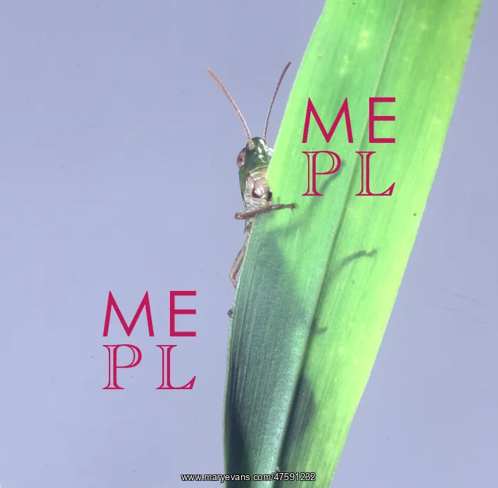 : Acrididae, grasshopper : Acrididae, grasshopper