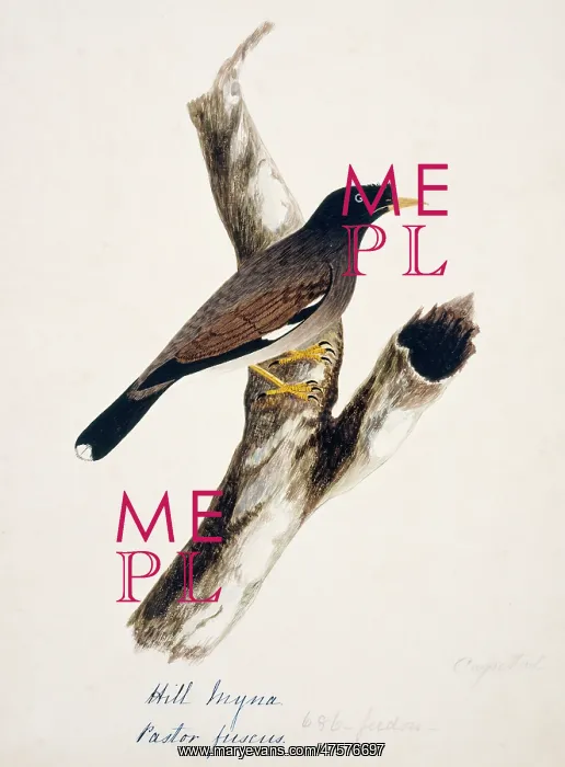 : Acridotheres fuscus, jungle myna : Acridotheres fuscus, jungle myna