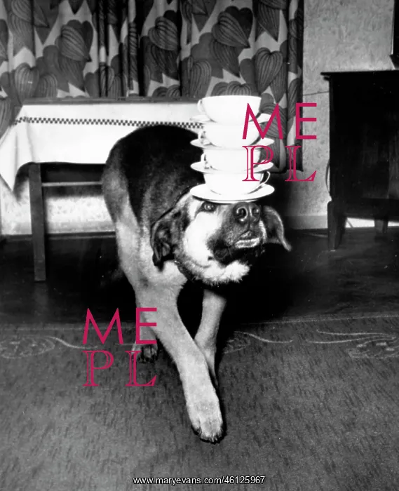 : Acrobat dog balancing teacups on his head : Acrobat dog balancing teacups on his head