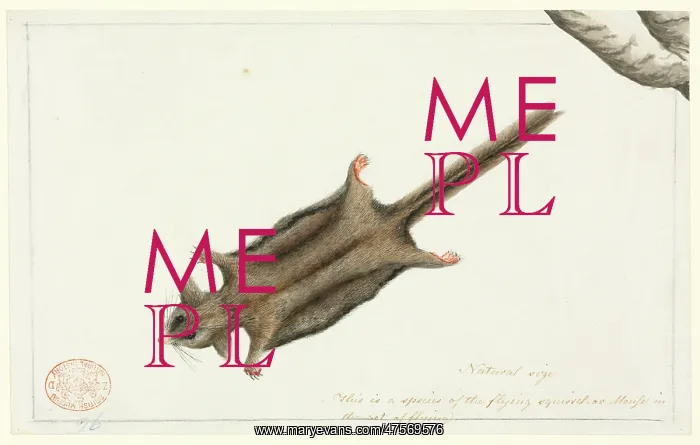 : Acrobates pygmaeus, pygmy glider : Acrobates pygmaeus, pygmy glider