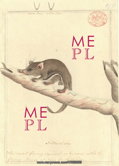 : Acrobates pygmaeus, pygmy glider : Acrobates pygmaeus, pygmy glider