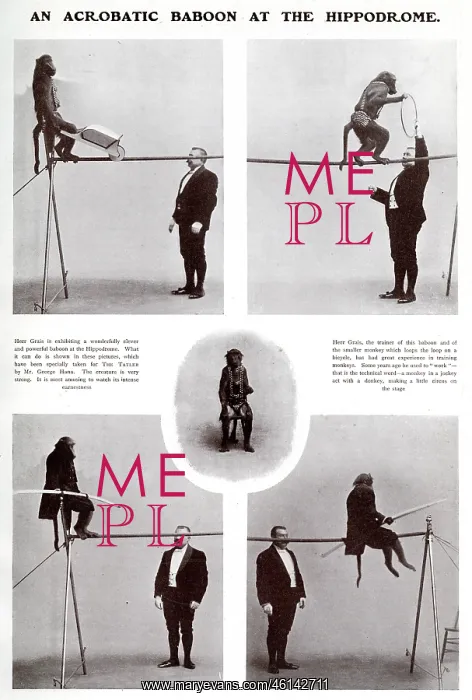 : An acrobatic baboon at the Hippodrome : An acrobatic baboon at the Hippodrome