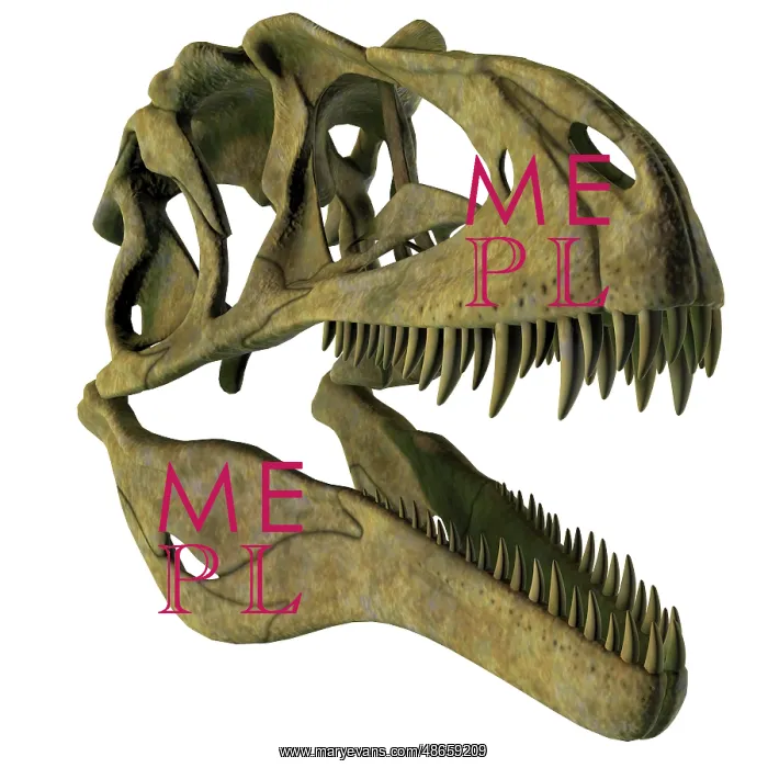 : Acrocanthosaurus dinosaur fossil head : Acrocanthosaurus dinosaur fossil head
