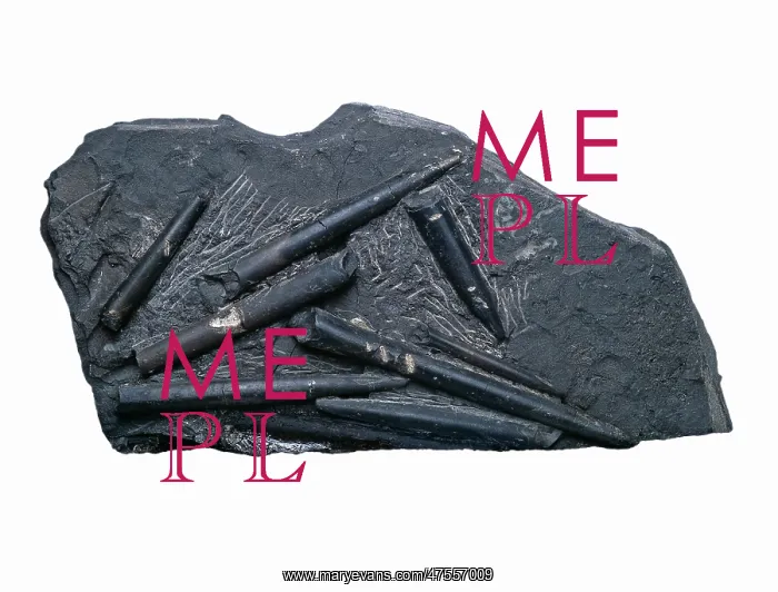 : Acroceolites subtenius, belemnites : Acroceolites subtenius, belemnites