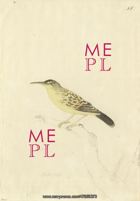 : Acrocephalus caffer, long-billed reed warbler : Acrocephalus caffer, long-billed reed warbler