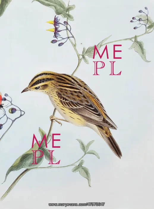 : Acrocephalus paludicola, aquatic warbler : Acrocephalus paludicola, aquatic warbler