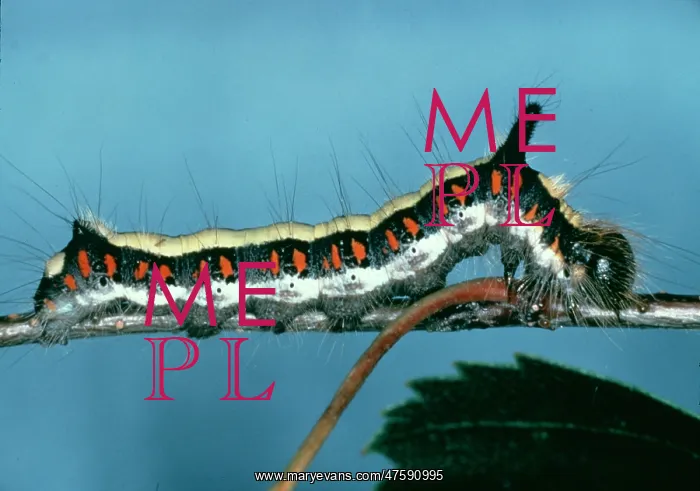 : Acronicta psi, grey dagger moth caterpillar : Acronicta psi, grey dagger moth caterpillar