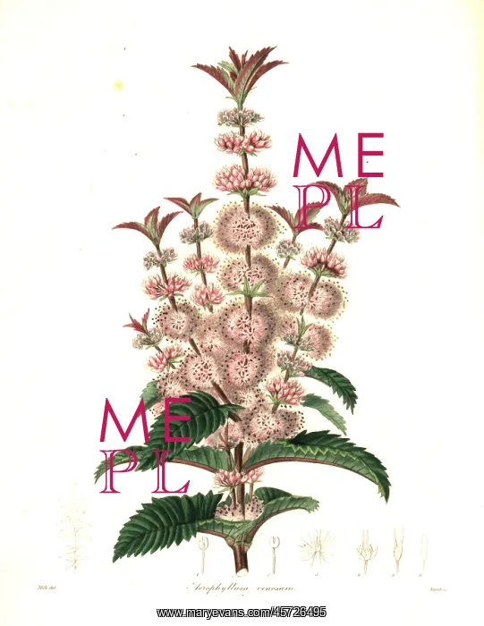 : Acrophyllum australe. Vulnerable : Acrophyllum australe. Vulnerable