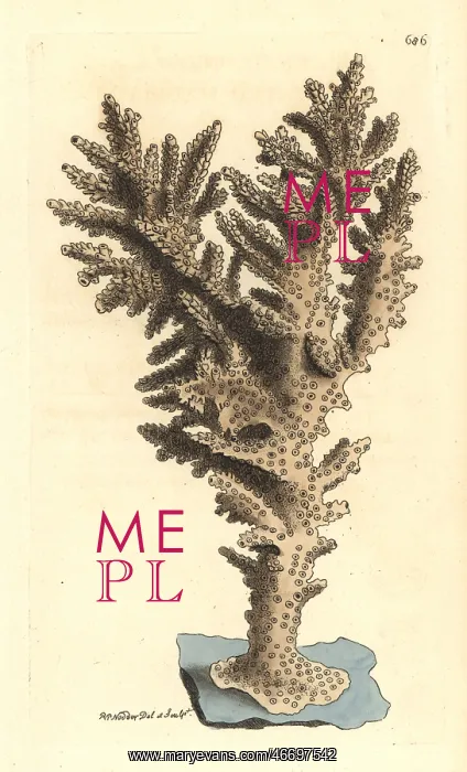 : Acropora coral, Acropora danai : Acropora coral, Acropora danai