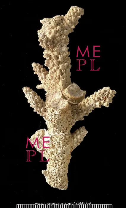 : Acropora, a scleractinian coral : Acropora, a scleractinian coral