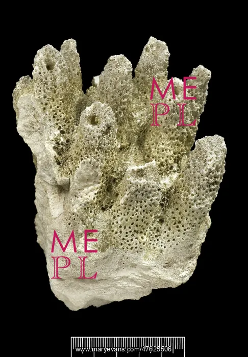 : Acropora, Worn coral : Acropora, Worn coral