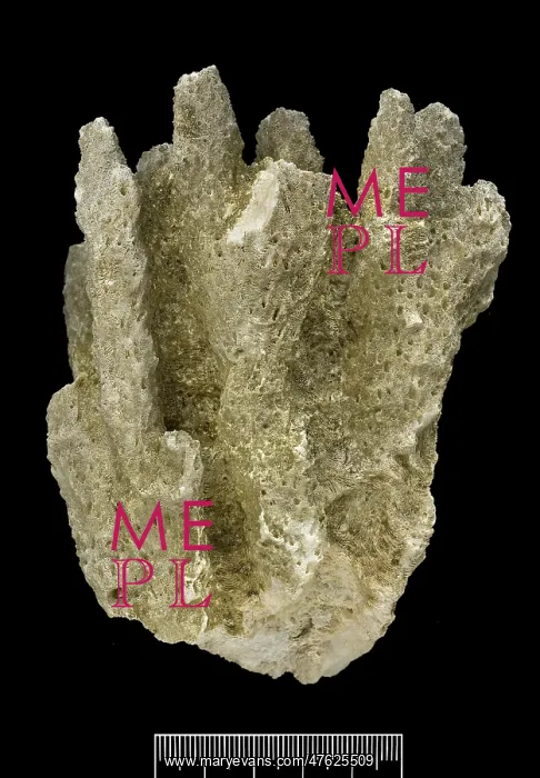 : Acropora, Worn coral : Acropora, Worn coral