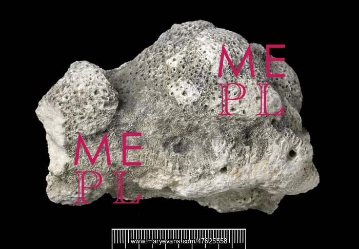 : Acropora, Worn coral : Acropora, Worn coral