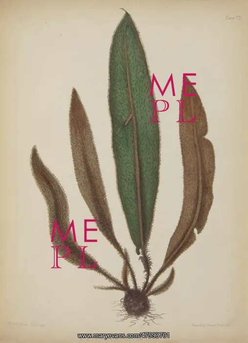 : Acrostichum squamosum : Acrostichum squamosum