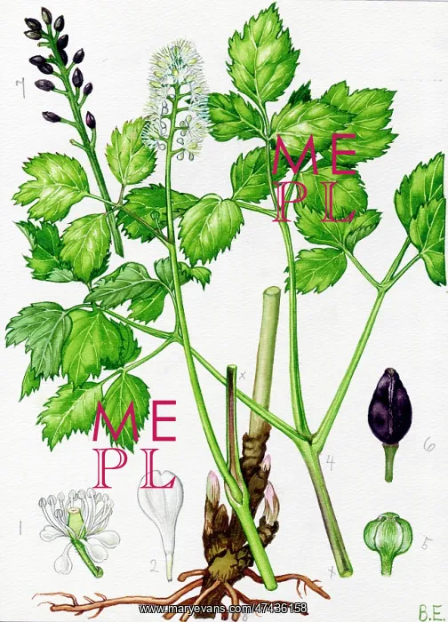  : Actaea spicata