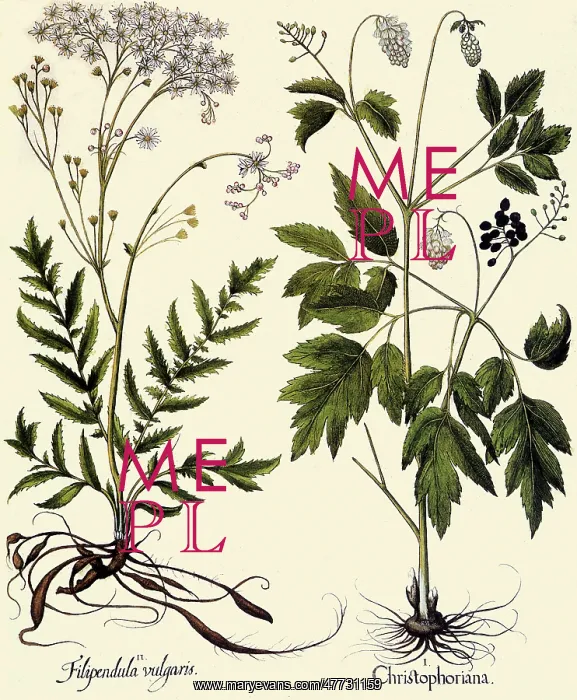 : Actea spicata, Filipendula vulgaris : Actea spicata, Filipendula vulgaris