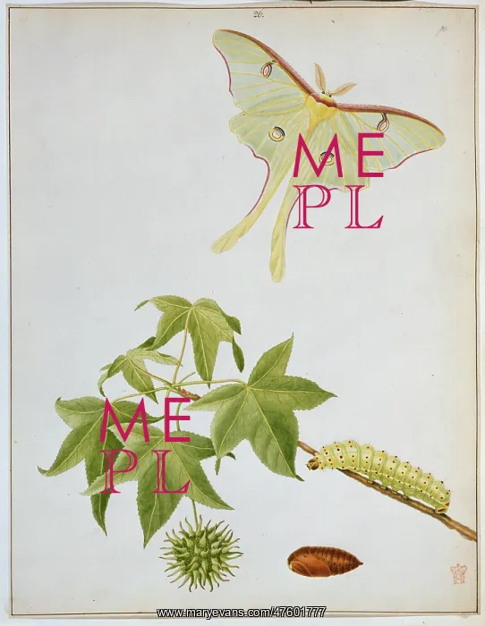 : Actias luna, emperor moth : Actias luna, emperor moth