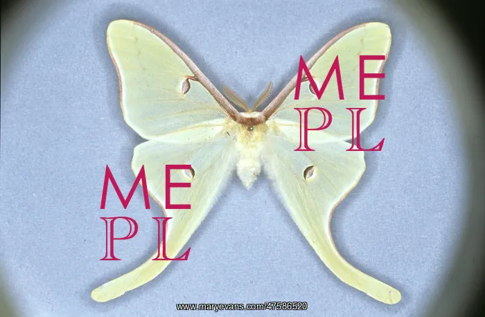 : Actias luna, luna moth : Actias luna, luna moth