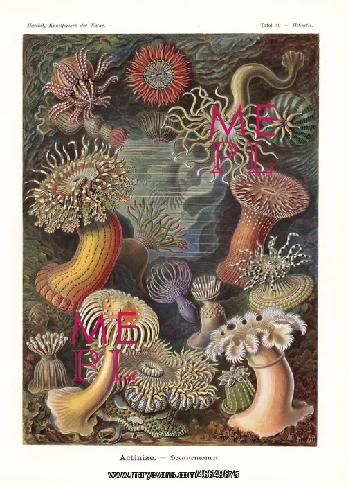 : Actiniae or sea anenomes : Actiniae or sea anenomes