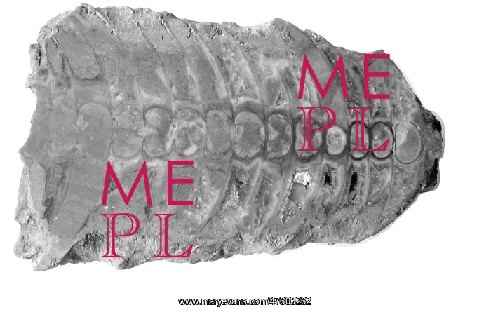 : Actinoceras oreleriseptum, nautiloid : Actinoceras oreleriseptum, nautiloid