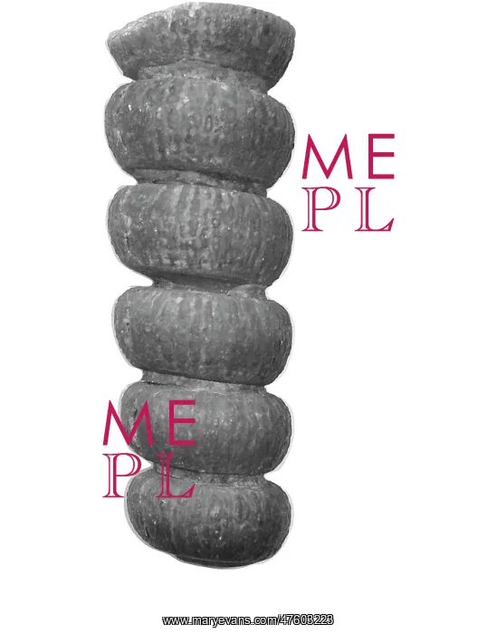 : Actinoceras sp. nautiloid : Actinoceras sp. nautiloid