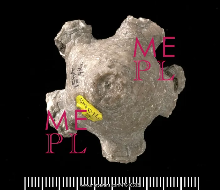 : Actinocrinites sp. a fossil crinoid : Actinocrinites sp. a fossil crinoid