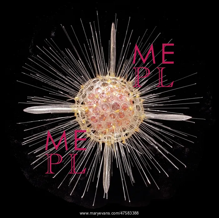 : Actinomma asteracanthion, radiolarian : Actinomma asteracanthion, radiolarian
