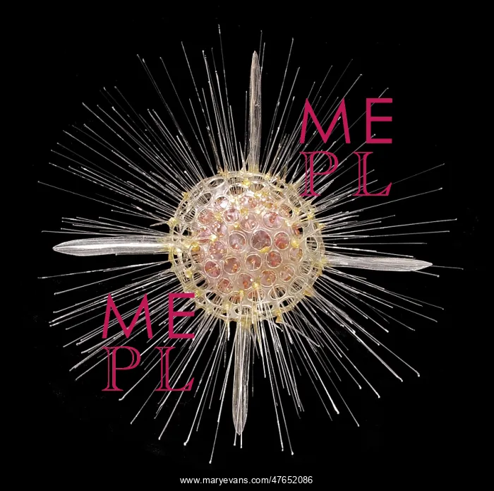 : Actinomma asteracanthion, radiolarian : Actinomma asteracanthion, radiolarian