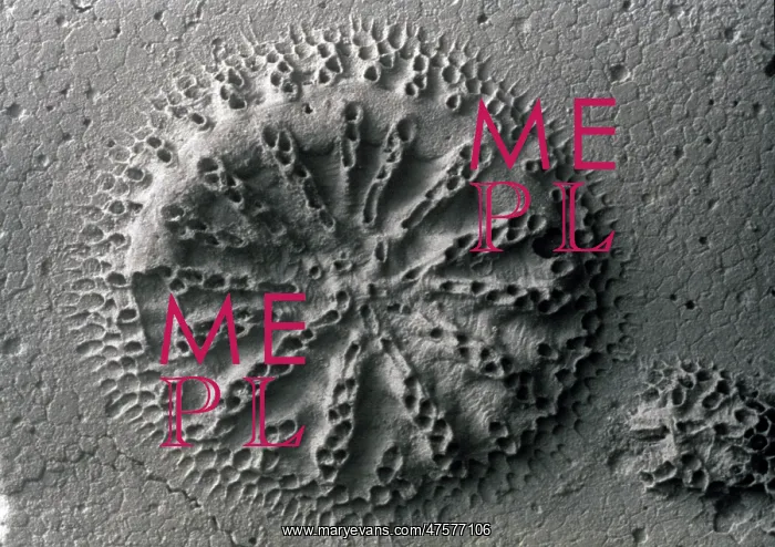 : Actinopora disticha, bryozoan : Actinopora disticha, bryozoan