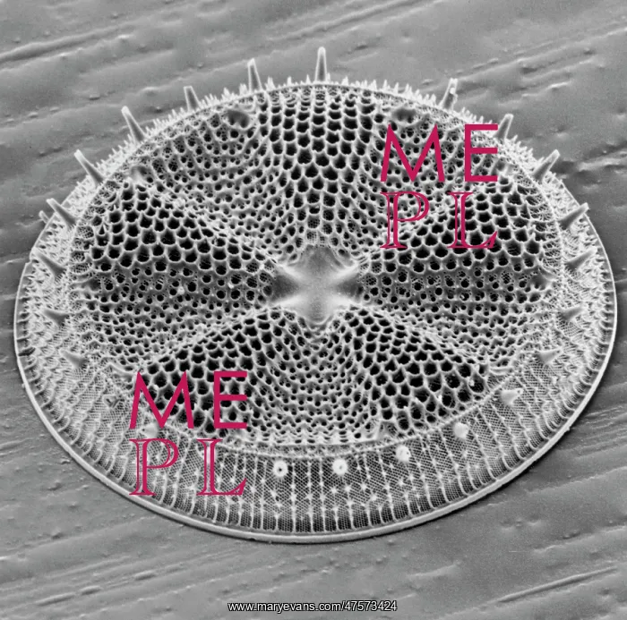 : Actinoptychus, diatom : Actinoptychus, diatom