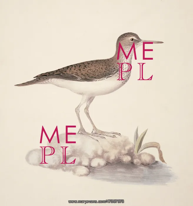 : Actitis hypoleucos, common sandpiper : Actitis hypoleucos, common sandpiper