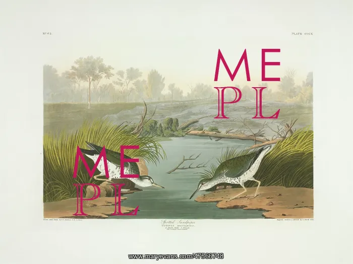 : Actitis macularius, spotted sandpiper : Actitis macularius, spotted sandpiper