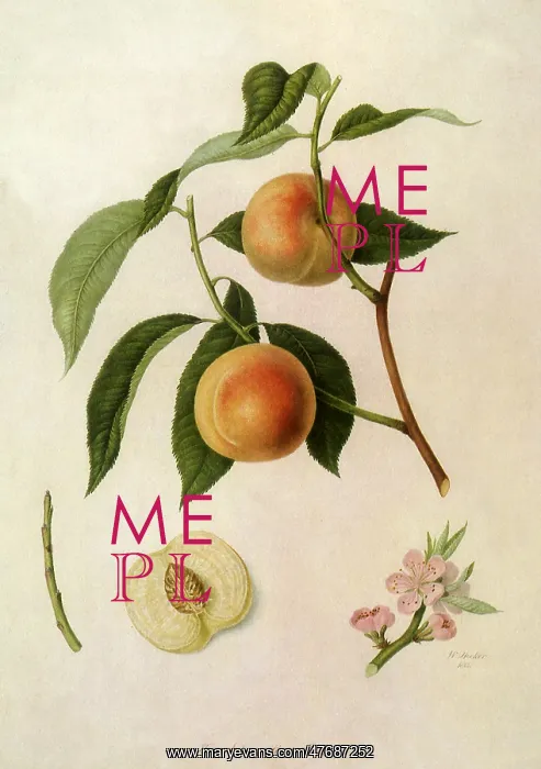  : Acton Scott Peaches